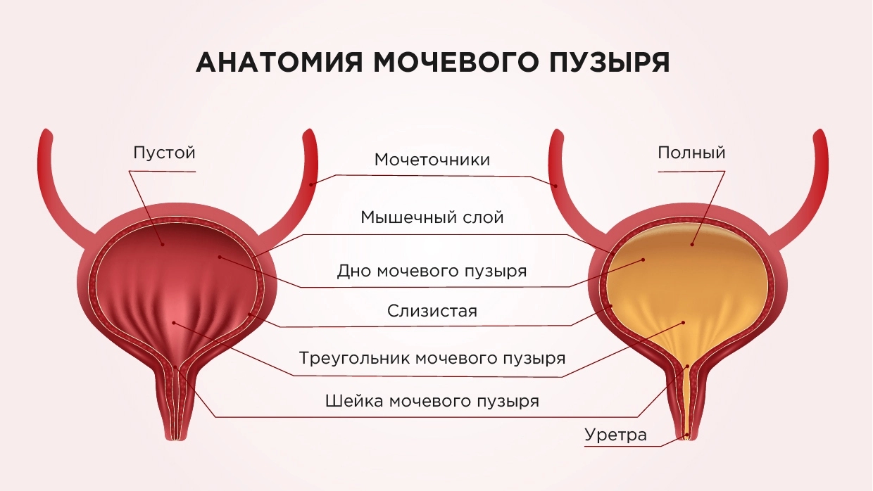 Недержание мочи у женщин - причины, диагностика и методы лечения